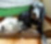 1604530_10153689626905484_485639527_n