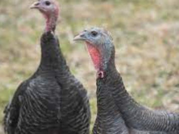 What’s So Great About Turkey Thursday?: Everyday Magic, Day 453