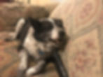 My favorite pic of Moxie laughing