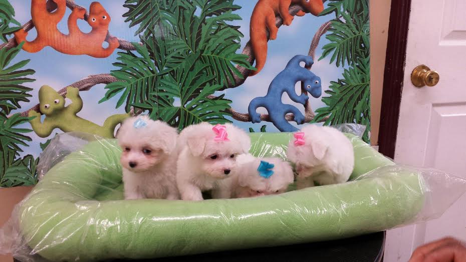 Beverly's Grooming & Boarding business photo