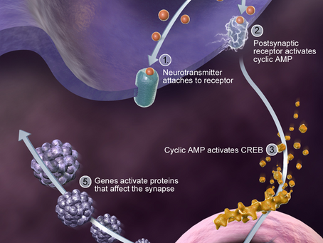 neural transmission in a synapse, synaptic vesicle released from presynaptic to postsynaptic neuron