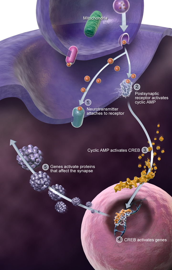 synapse; neural transmission (release of synaptic vesicles) between a presynaptic and postsynaptic neurons