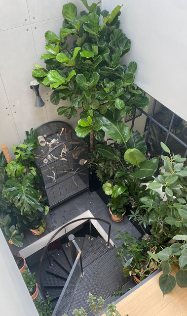 Végétalisation de loft