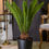 Miniature : Cycas Revoluta
