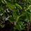 Miniature : Crassula
