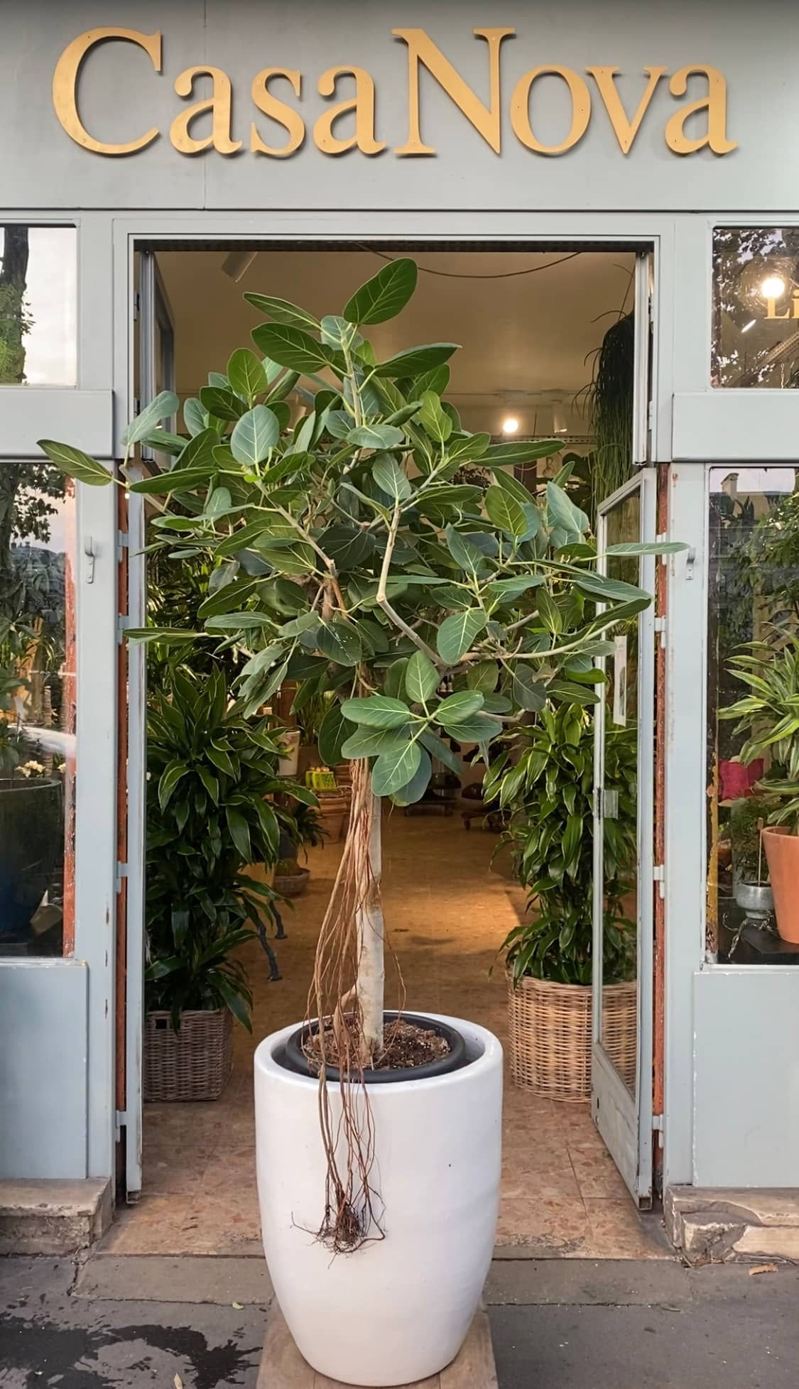 Grande plante Ficus Benghalensis en pot
Casa Nova.