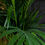 Miniature : Kentia