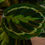 Miniature : Calathea