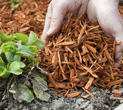 comment pailler une plante