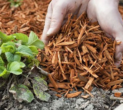 comment pailler une plante 