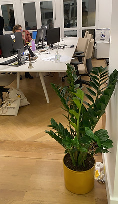 quelle plante pour un bureau