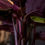 Miniature : Calathea