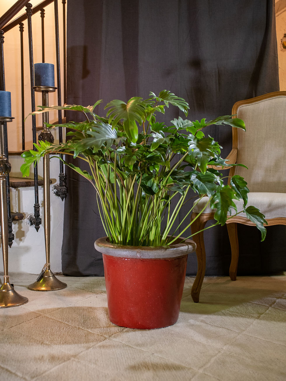 Philodendron Xanadu