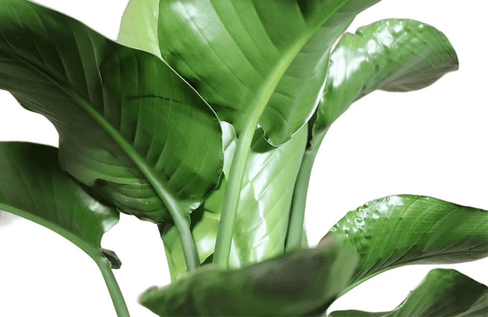 Miniature : feuilles de strelitzia