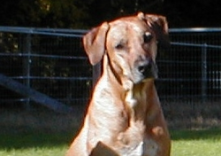 Hunter Kustom K9 Training Chesapeake