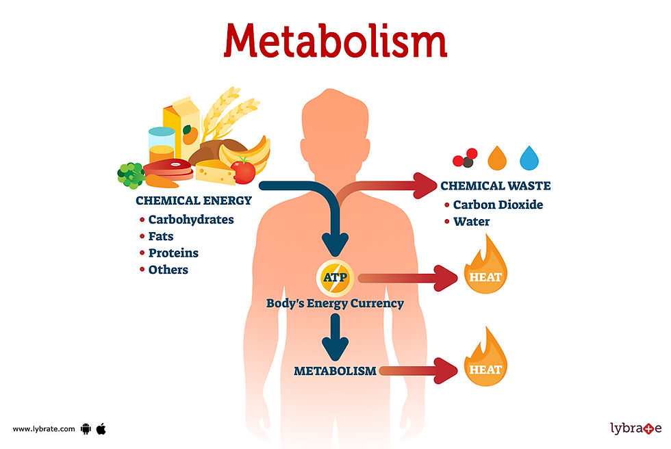 Metabolism- Speed up your metabolic rate