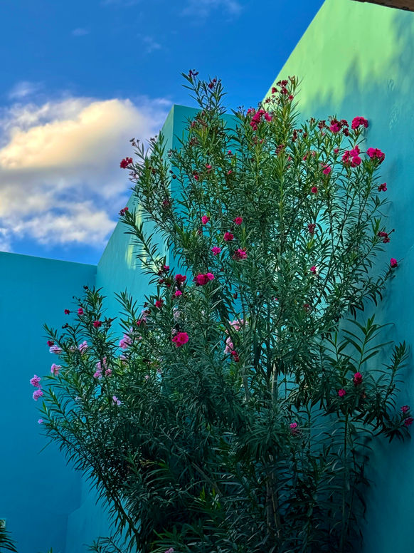 Arbusto con flores rosas frente a muros azules en Hotel Travertino