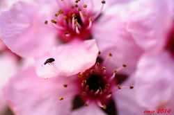 floretes abril_0079 web.jpg