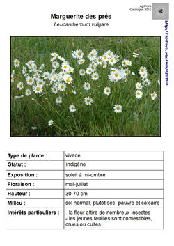 Leucanthemum-vulgare.jpg