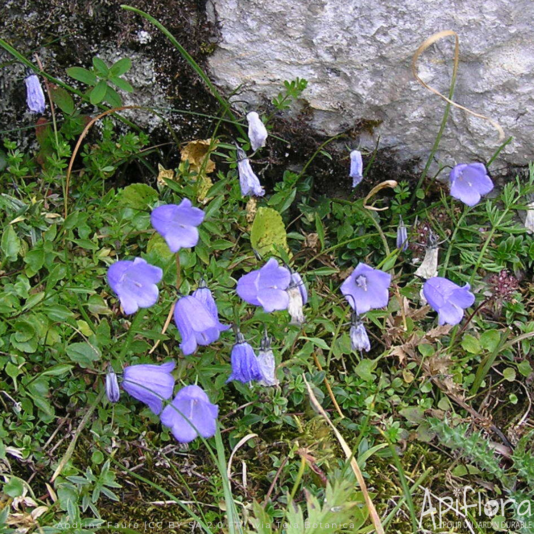 Campanula rotundifolia - Campanule à feuilles rondes