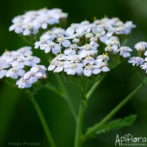 Achillea millefolium - Achillée millefeuille | ApiFlora