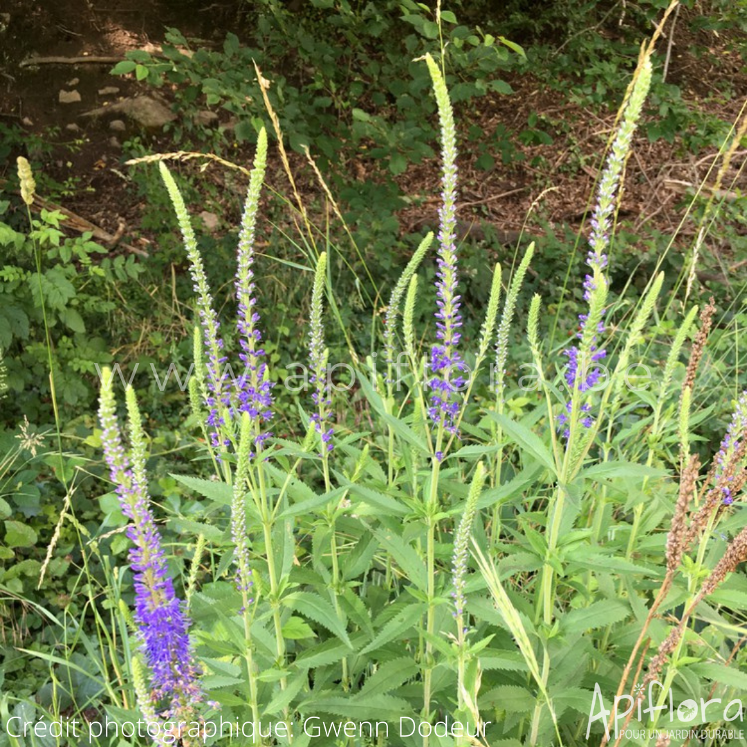 Veronica longifolia - Véronique à longues feuilles