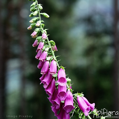 Digitalis purpurea - Digitale pourpre