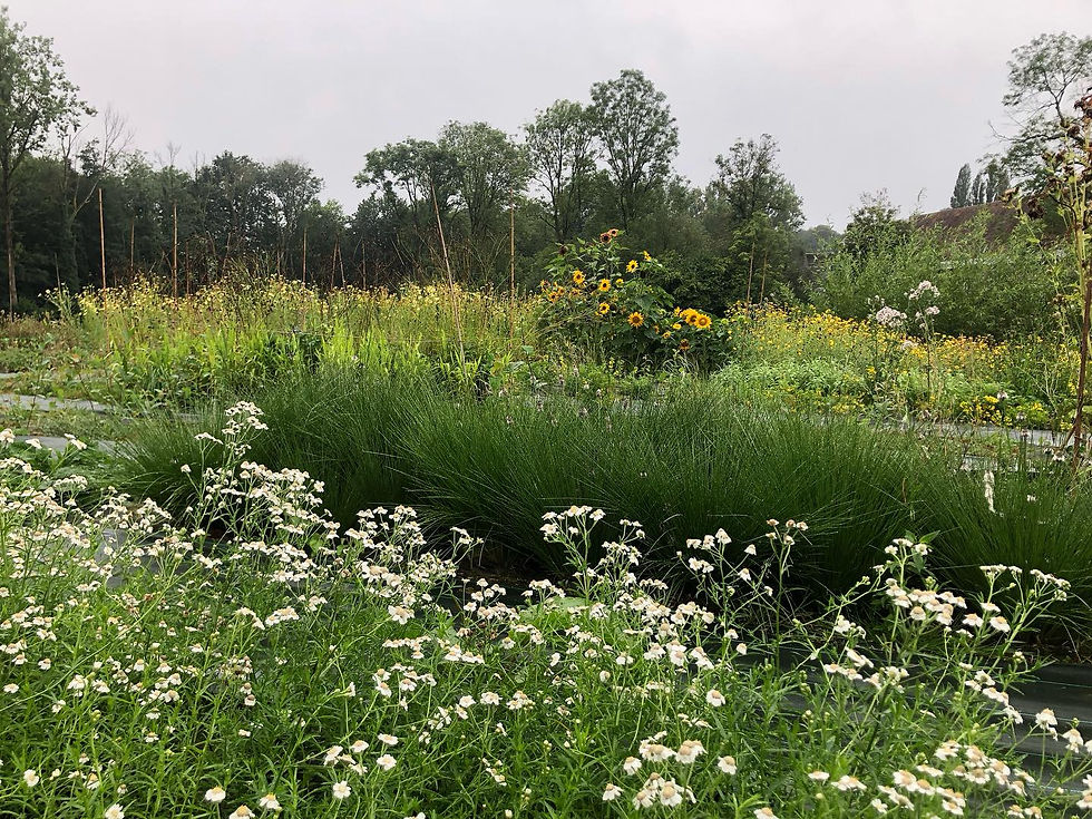 🌸🌿 Ouverture spéciale "Slow Flowers Belgique" – 30 août 🌿🌸 - Gratuit et ouvert à tous🌸🌞 (1)