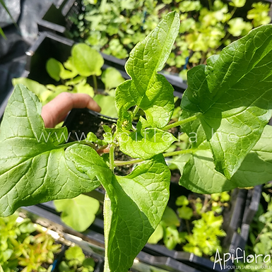 Chenopodium bonus-Henricus - Chénopode bon-Henri