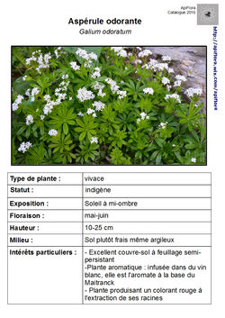 Galium-odoratum (2).jpg