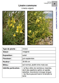 Linaria-vulgaris.jpg