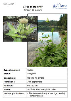 Cirsium-oleraceum.jpg