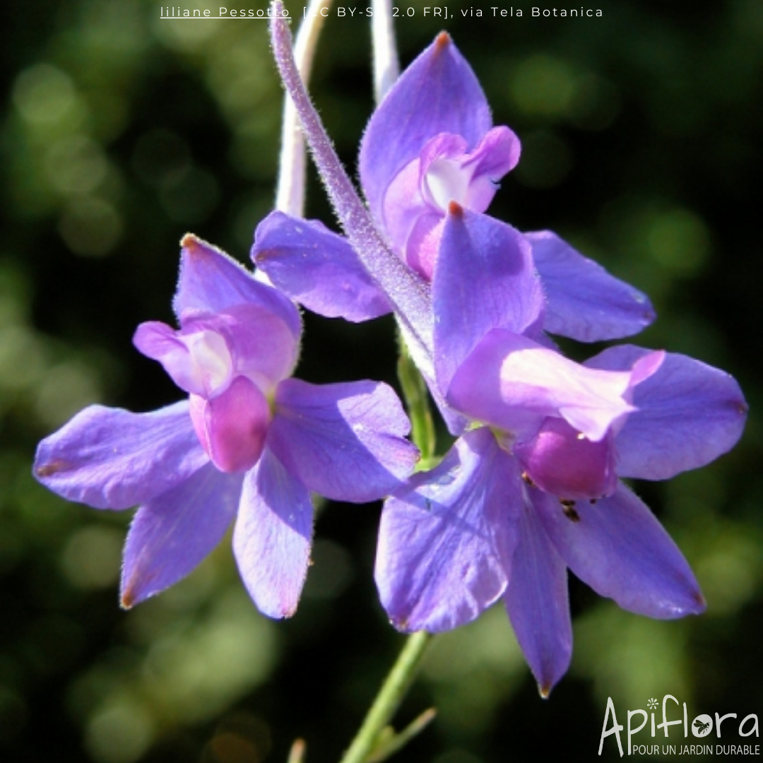 Delphinium consolida