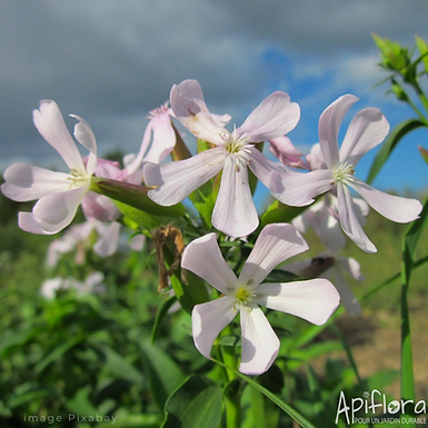 Saponaria officinalis - Saponaire