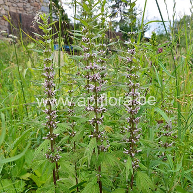 Leonurus cardiaca - Agripaume cardiaque