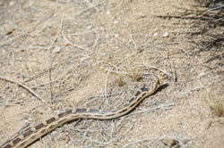 Gopher Snake