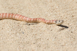 Red Racer