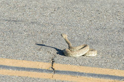 Rattlesnake