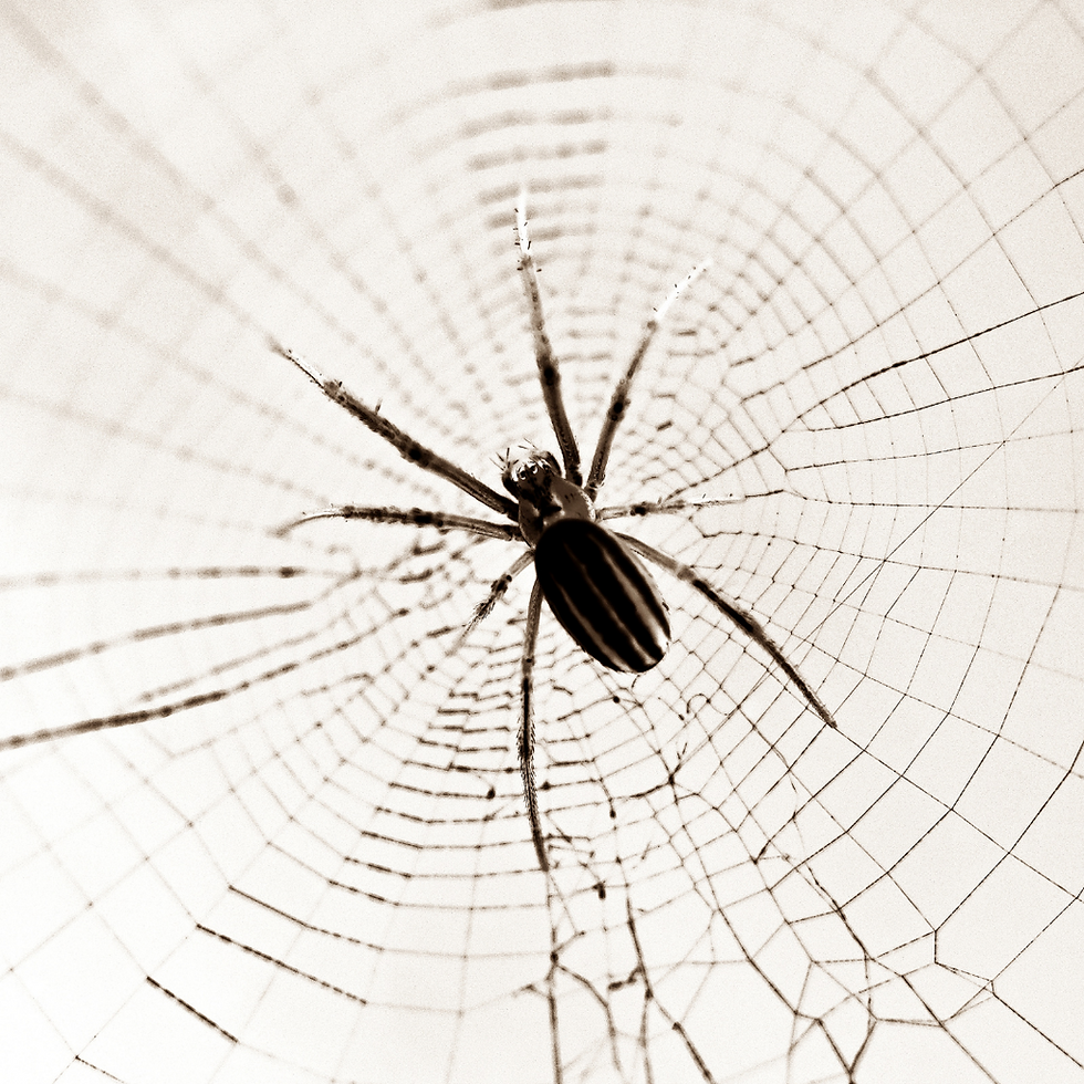 Spiders