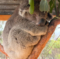 Client Blog: Alison and Andrew's Australian adventure