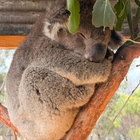 Client Blog: Alison and Andrew's Australian adventure