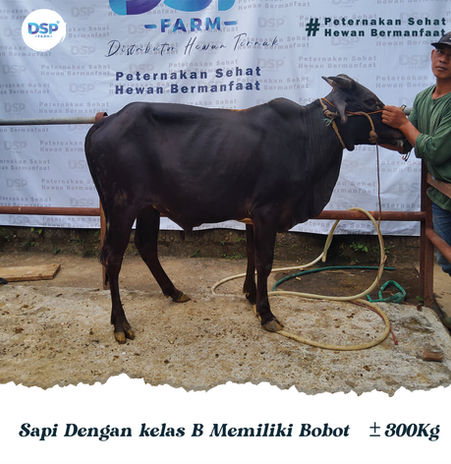 Katalog Sapi-15.jpg