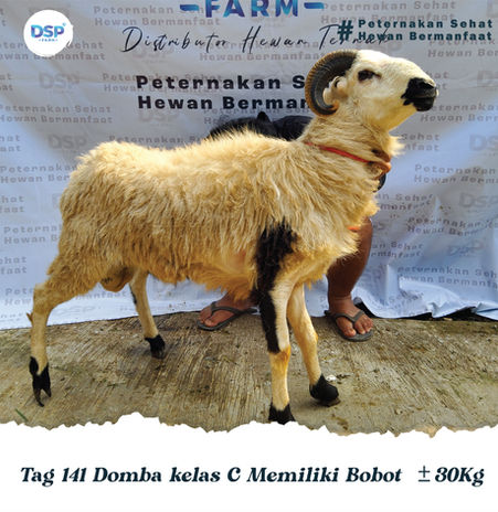Katalog Domba 2-05.jpg