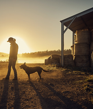 Woman with dogs on a farm in sunset.jpg