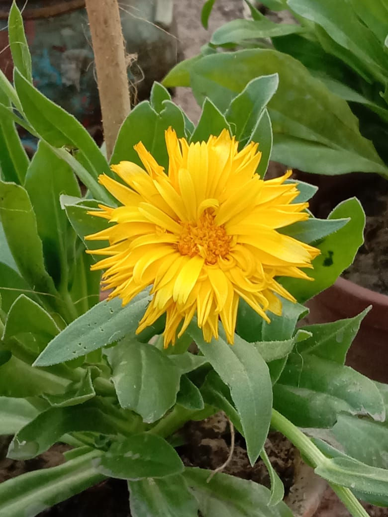 Serly flowers in garden (9)