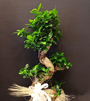 büyükçekmece çiçekçi mimaroba çiçekçi tüyap çiçekçi silivri çiçekçi