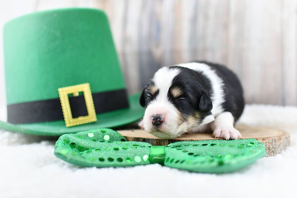2 semaines les 7 bébés de Sacha & Luke !