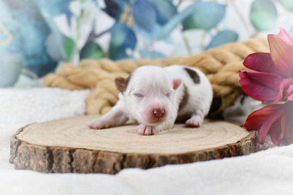 Arlo
