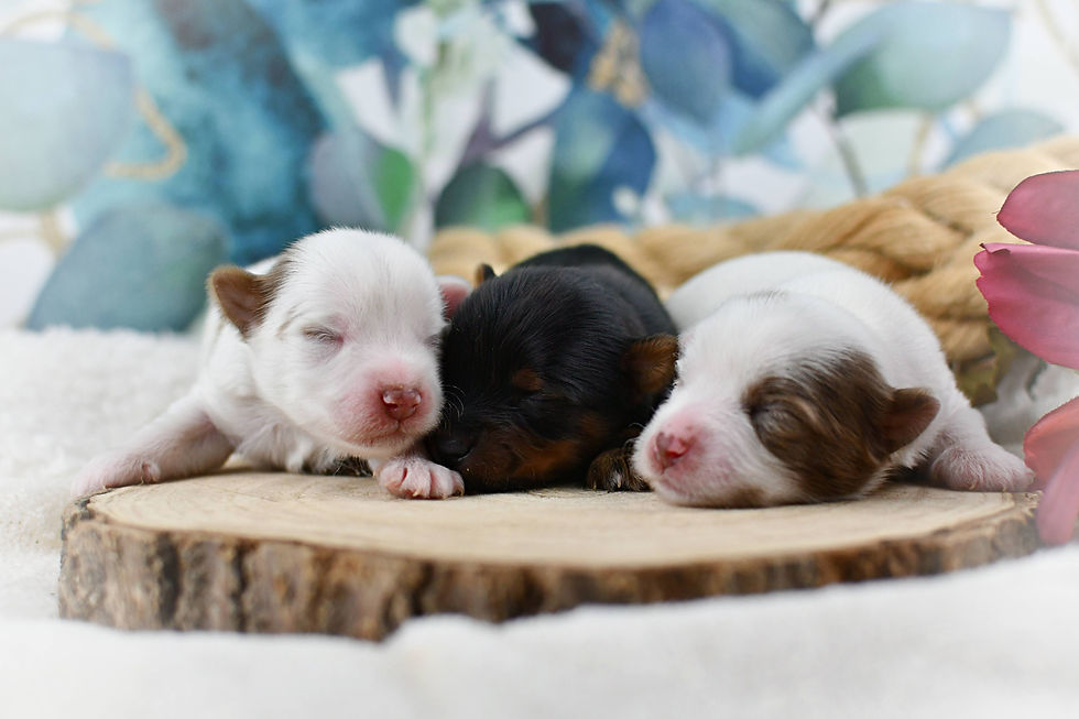 chiots