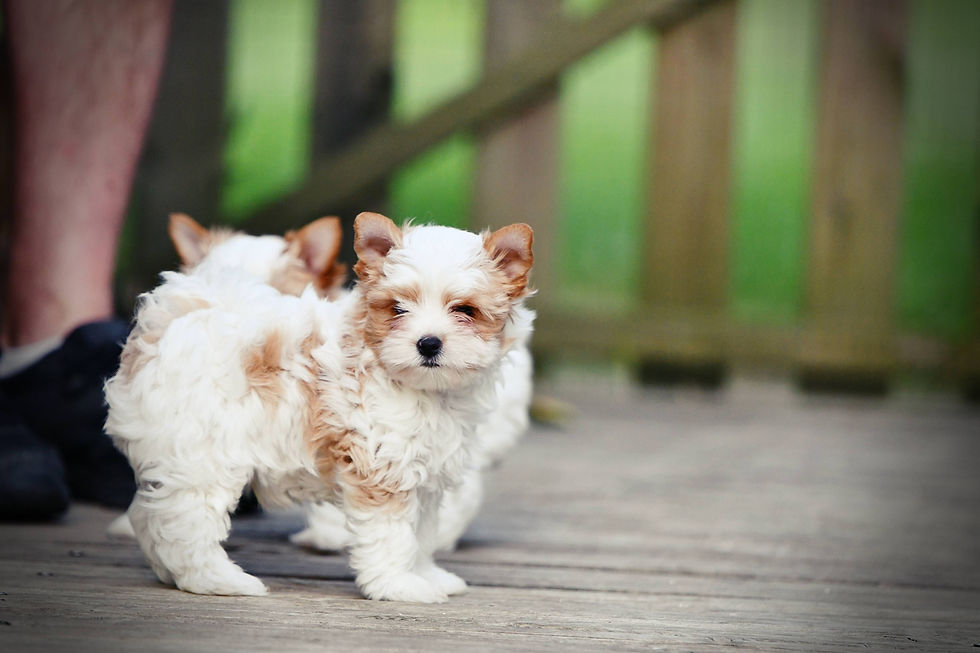 Apollon chiot york gold disponible